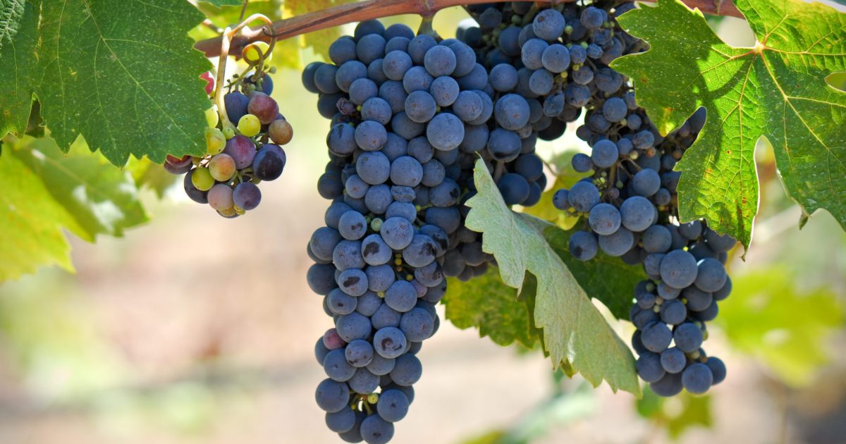 wine tour phoenix